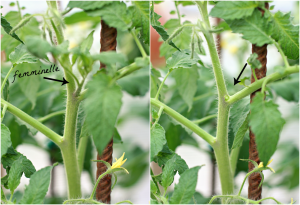 pomodori, lavori orto giugno
