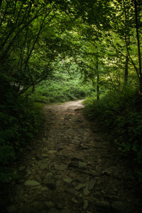 in the woods